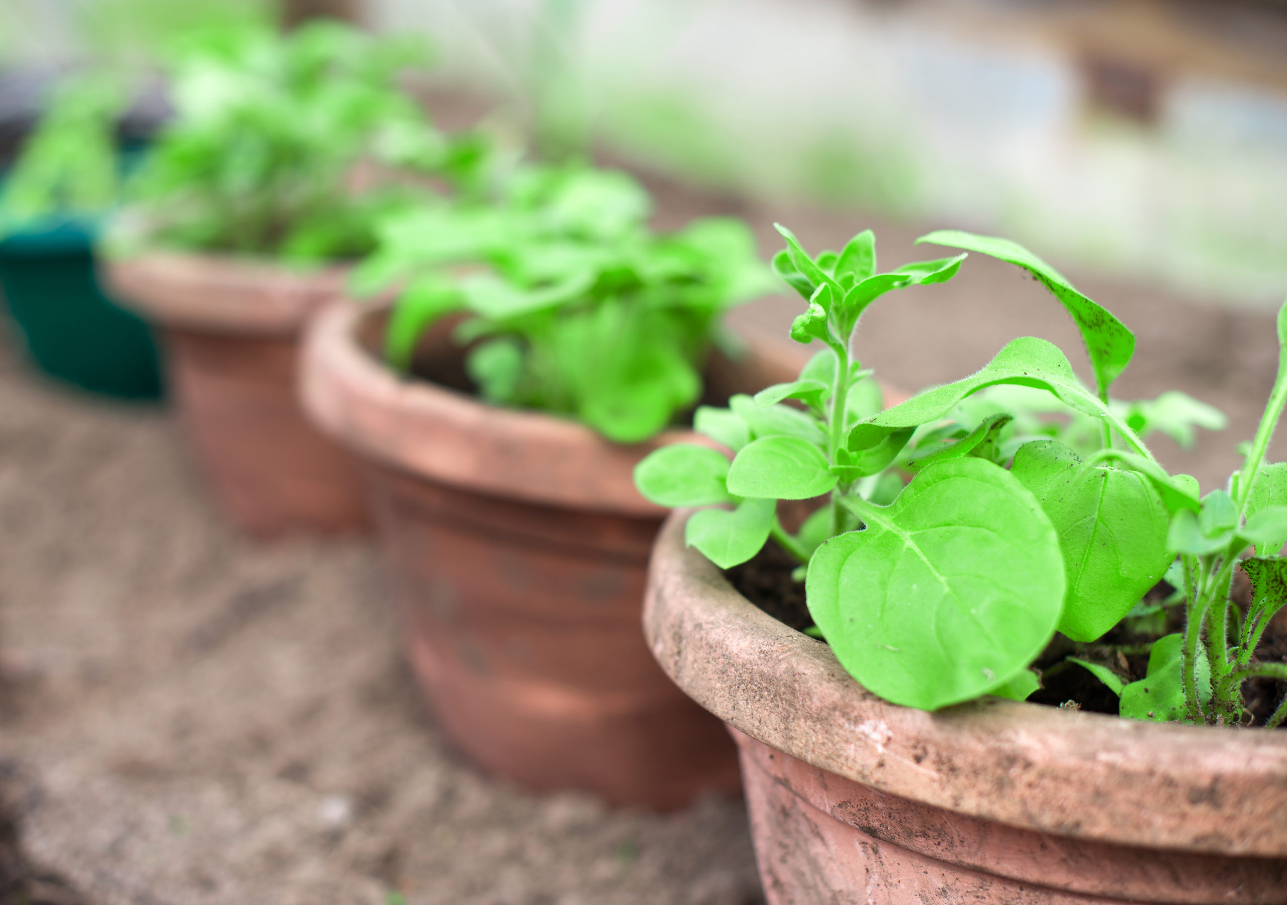 Gardening the Single Girl Way!